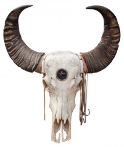 Buffalo skull